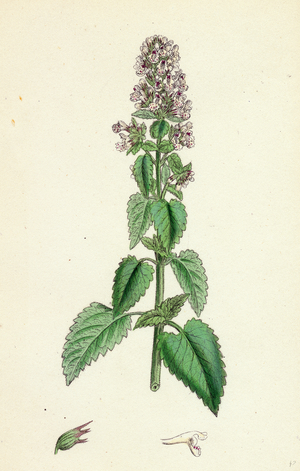 Nepeta Cataria Cat-Mint