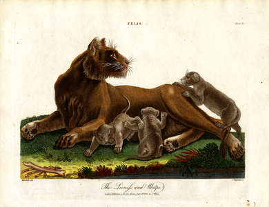 Lioness and Cubs (Felis;Plate II), 1810 (print)