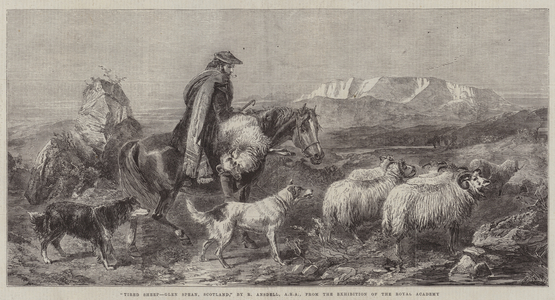 "Tired Sheep, Glen Spean, Scotland," from the Exhibition of the Royal Academy (engraving)