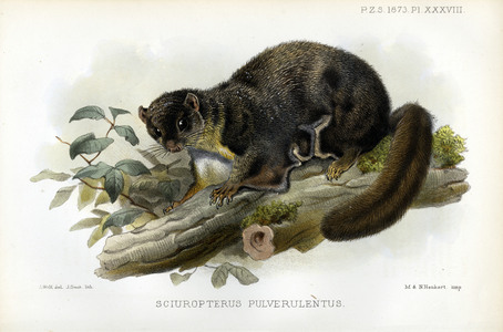 Grey-cheeked Flying Squirrel (print)