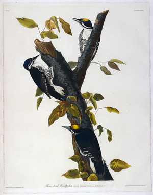 Three birds. Colour Illustration by Audubon; Three-toed Woodpecker.