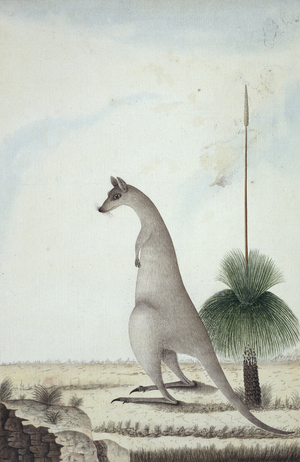 'Gum-plant, and Kangooroo of New Holland', drawing 56, 1789 (w/c on paper)