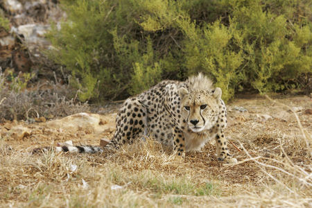 Aquila Private Game Reserve, Western Cape, South Africa, Africa (photo)