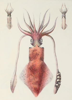 European squid, 1835–1848 (Plate)