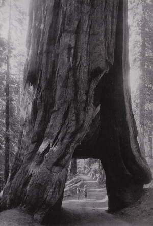 California: Yosemite National Park, Wawona Tree in Mariposa Redwood Grove (b/w photo)