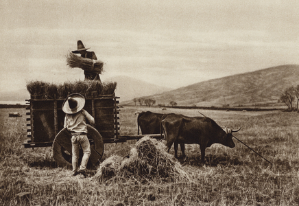 Mexico: Campesinos cosechando trigo (b/w photo)