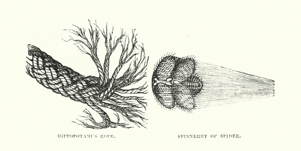 Human invention anticipated: The rope and the spider-thread (engraving)