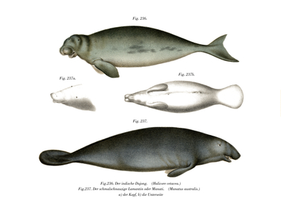 Dugong, 1860 (colour litho)