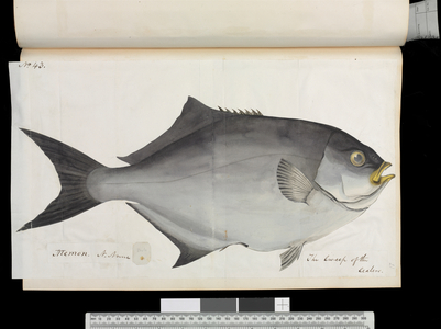 Fish illustration by Robert Neill