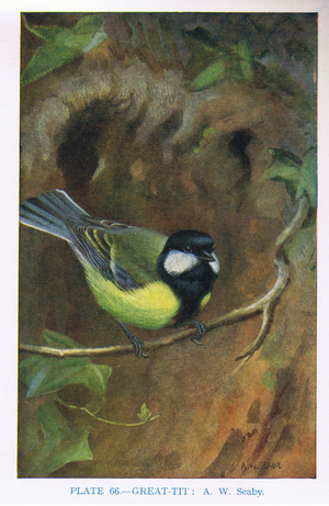 Great Tit, illustration from 'British Birds' by Kirkman & Jourdain, 1966 (colour litho)