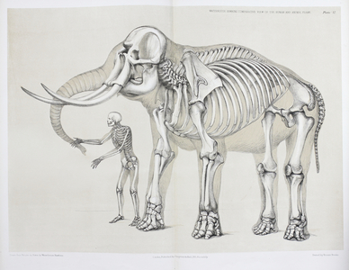 Elephant and human comparison, 1860 (Plate)