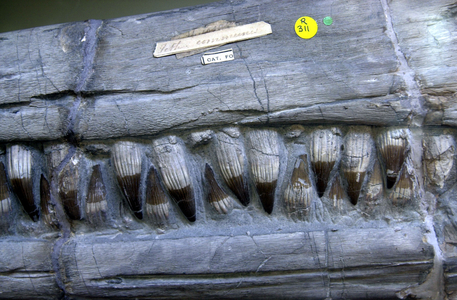 Ichthyosaurus communis, ichthyosaur (photo)