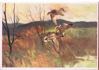 Mallards in winter sunshine (colour litho)
