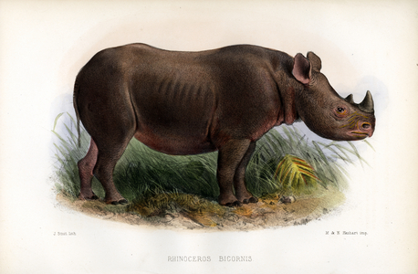 Sumatran Rhinoceros (print)