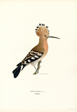 Hoopoe (colour litho)