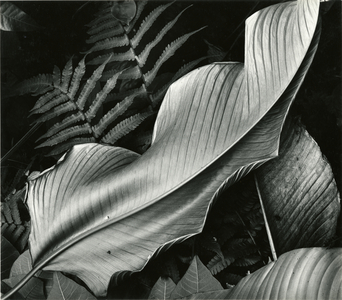 Leafs and Ferns, Hawaii, 1979 (silver gelatin print)