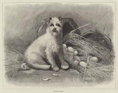 Poached Eggs (engraving)