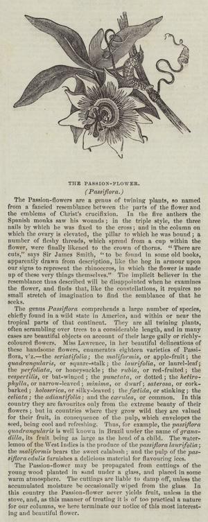 The Passion-Flower, Passiflora (engraving)