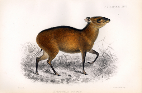 African Bay Duiker (print)