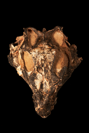 A skull from an ornithopod dinosaur (the group with
duckbill dinosaurs), Gongbusaurus wucaiwanensis.