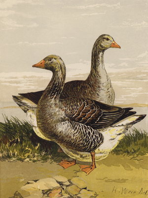 Toulouse Geese (chromolitho)