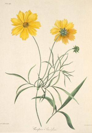 Large Flowered Tickseed,  from Floral Illustrations of the Seasons, pub. 1829 (hand coloured engraving)