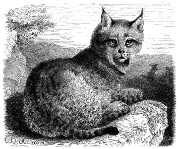 Lynx