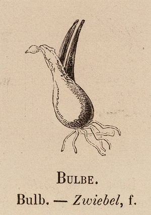 Le Vocabulaire Illustre: Bulbe; Bulb; Zwiebel (engraving)