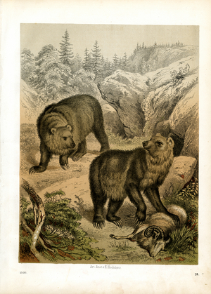 Brown Bears in Alpine Forest Landscape (hand-coloured litho)