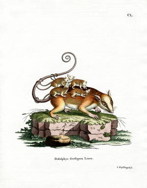 Common Mouse Opossum (coloured engraving)