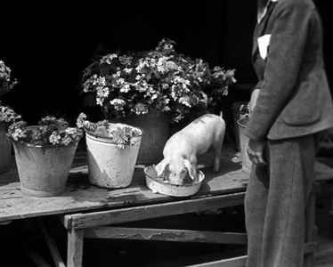WW2 Oslo 19440704 Villagris in Trondheimsveien. Many Norwegians kept pigs during the war to  …, 1944 (photo)