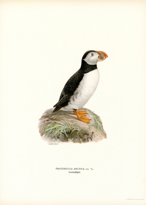 Atlantic Puffin (colour litho)