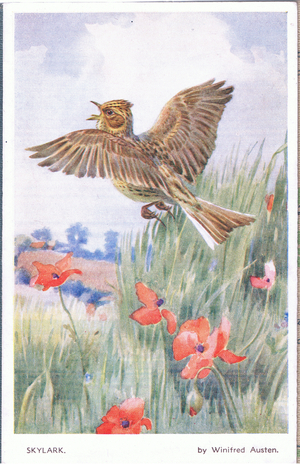 Skylark, Postcard, 1960's (colour litho)