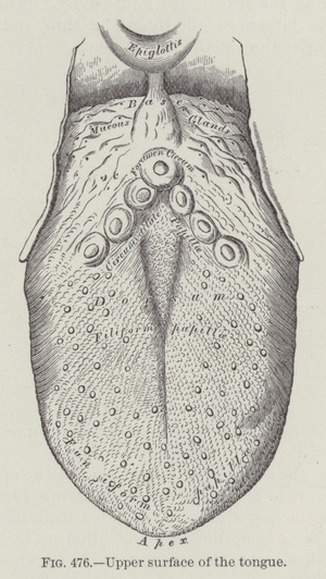 Upper surface of the tongue (engraving)