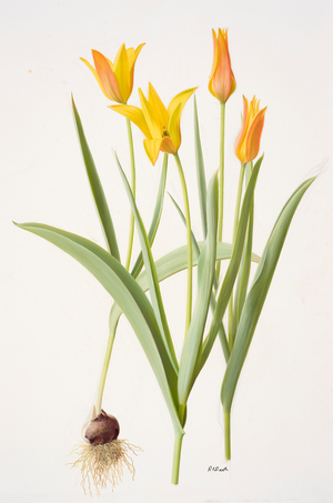 Tulipa ferganica (oil on paper)