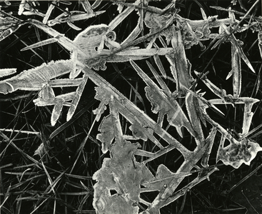 Ice and Grass, Oregon, 1971 (silver gelatin print)