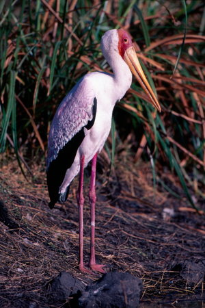 Yellow-billed stork in breeding plumage (photo)