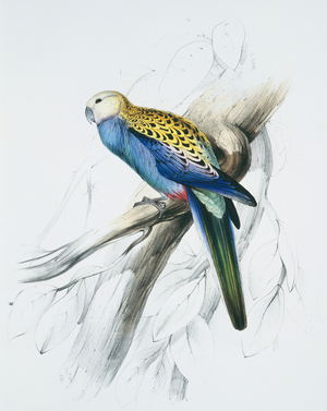 Platycercus adscitus palliceps