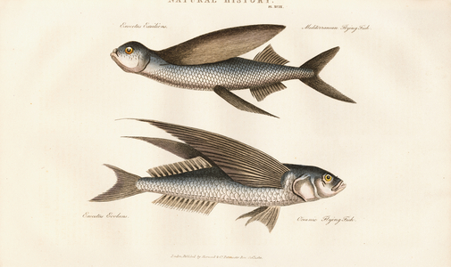 Mediterranean and Oceanic Flying Fish, 1813 (engraving)