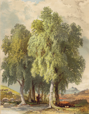 Group of Birches (colour litho)