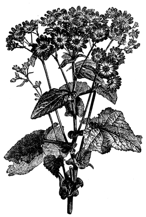 Cineraria