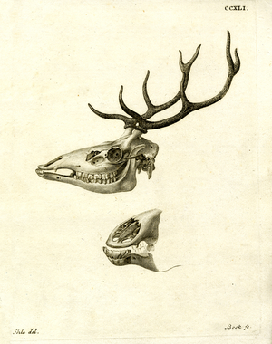 Deer Antlers (coloured engraving)