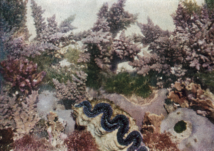 Branching coral, like trees in blossom, growing above the more solid porites (colour photo)