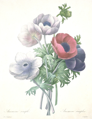 Anemone simple, Anemone simplex, engraved by François Langlois, from Choix des Plus Belle Fleurs et des Plus Beaux Fruits, 1827 (hand-coloured stipple engraving)