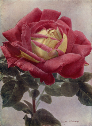 Juliet (Hybrid Briar) (colour photo)