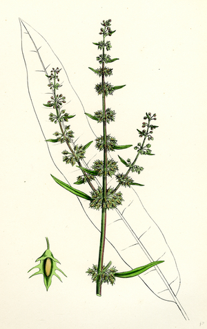 Rumex Palustris Yellow Marsh Dock