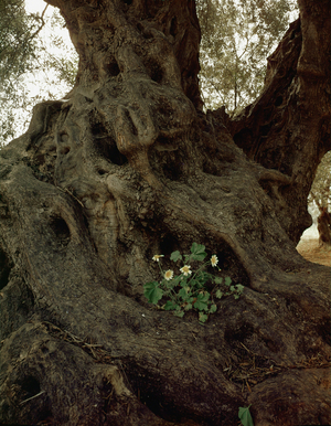 Olive tree near Ermonais on the west coast of Corfu (photo)