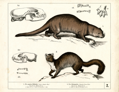 European Otter and Stone Marten with Anatomical Illustrations, 1858 (lithography)