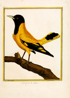 Chinese Oriole (print)