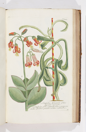 Cotyledon, 1737 (engraving)